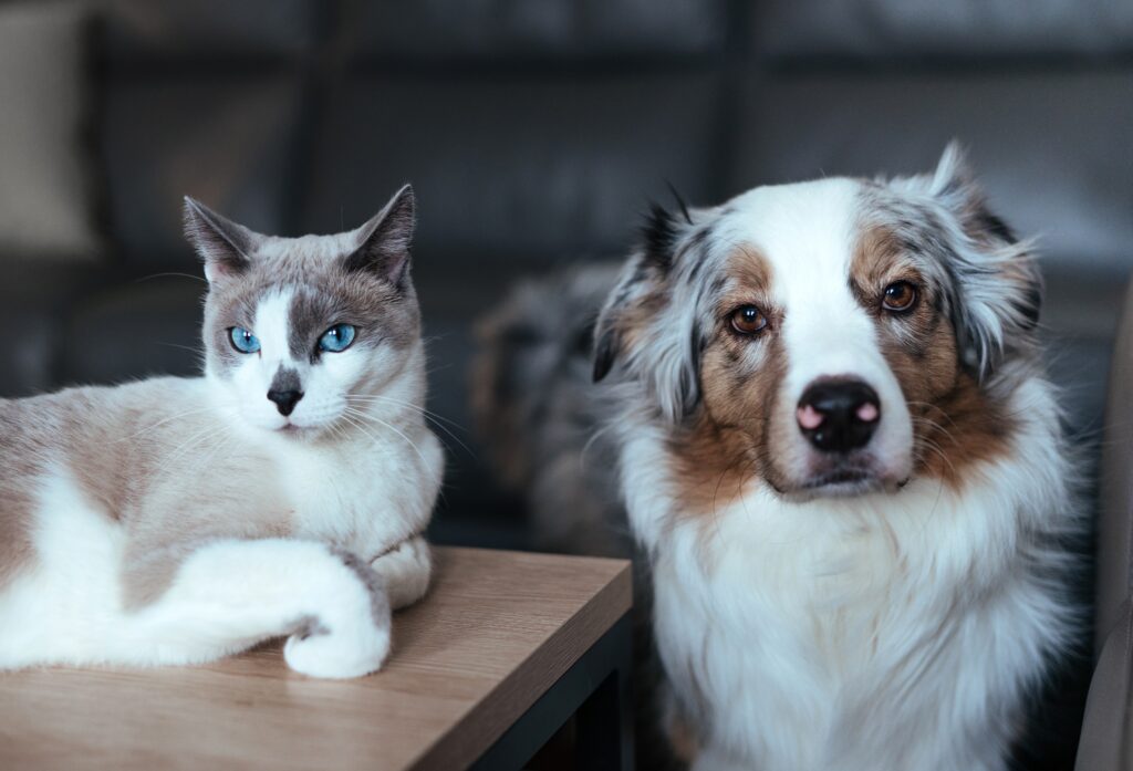 dog-and-cat-live-together-2023-11-27-04-51-22-utc